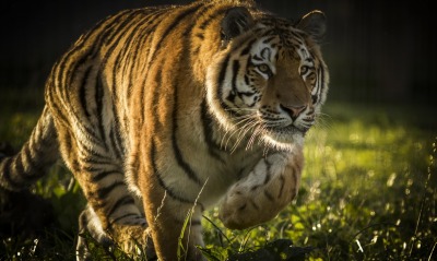тигр крадущийся в траве