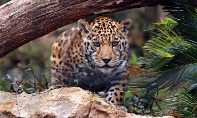 леопард крадется хищник морда