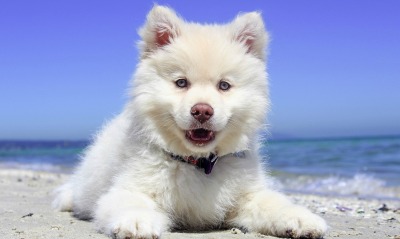 собака белый пес берег щенок пушистый