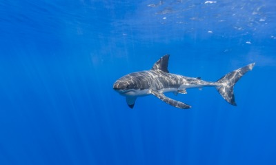 акула глубина океан синева блики лучи