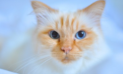 кот рыжий голубой фон голубые глаза