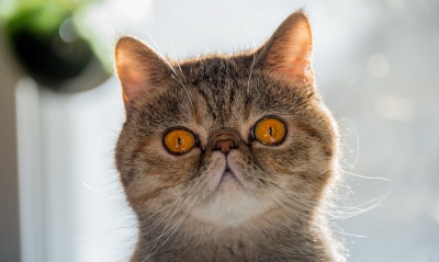 кот морда взгляд глаза