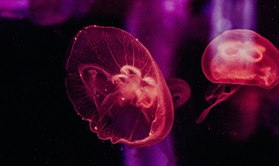 медузы, красный