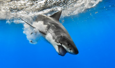 акула океан волна глубина