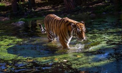 тигр болото водоем хищник полосатый