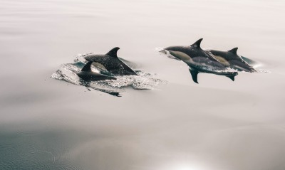 дельфины, вода