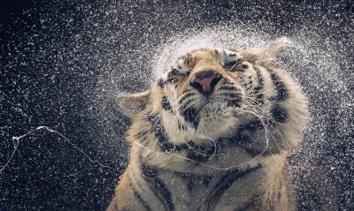 тигр, мокрый