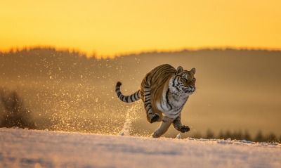 тигр снег бежит