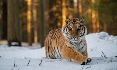 тигр лес зима снег