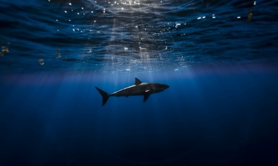 акула, глубина