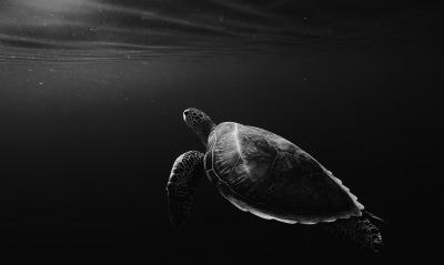 черепаха под водой океан темнота глубина