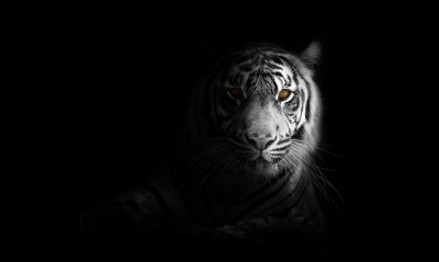 тигр белый минимализм черный фон