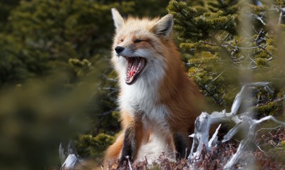 лиса зевает лес