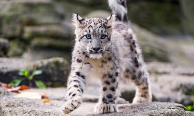 леопард белый котенок