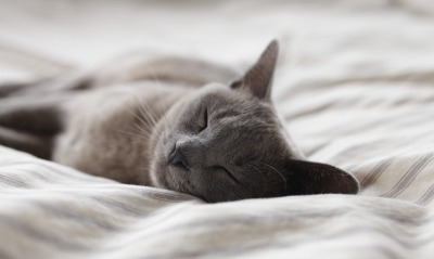 кот серый дымчатый спит покрывало