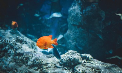 рыба оранжевый глубина океан