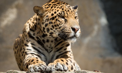 леопард лежит морда лапы на камне