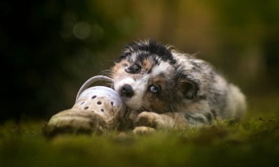 щенок ботинок играется на траве на газоне
