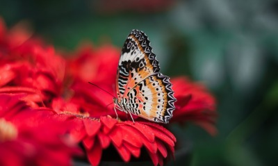 бабочка цветок красный макро