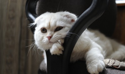 кот белый вислоухая кресло