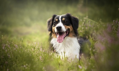 собака трава австралийская овчарка пес