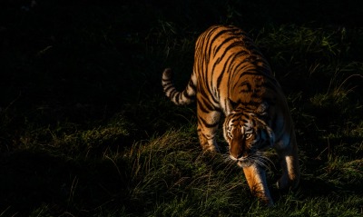 тигр хищник крадется в траве