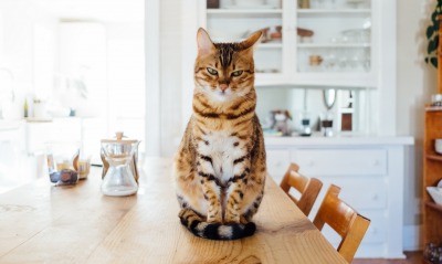кот сидит стол кухня