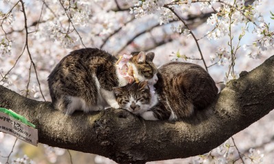 коты дерево ветка любовь