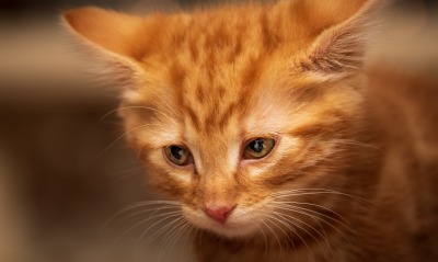 котенок рыжий грусть