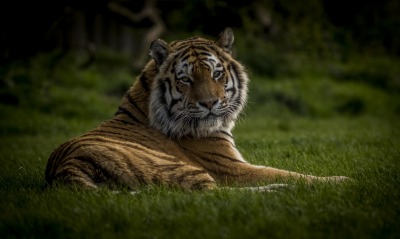 тигр, на траве