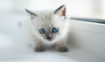 котенок мордочка голубые глаза