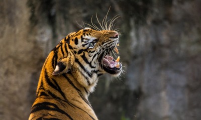 тигр оскал рык голова