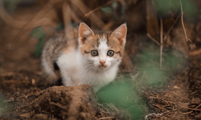 котенок кошка на земле