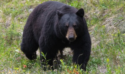 медведь черный