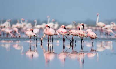 фламинго розовые отражение птицы стая