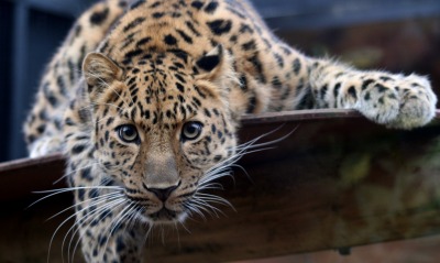 леопард взгляд хищник лежит