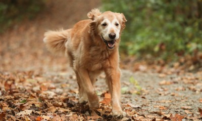собака золотистый ретривер пес бежит бегущий