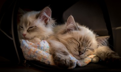 котята спят пушистые