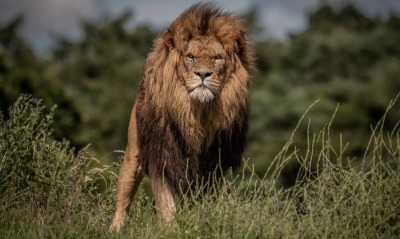 лев морда трава грива хищник