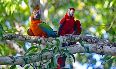 попугаи ветка ара