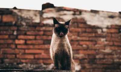 кот, сеамский