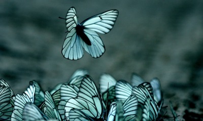 бабочки, рой