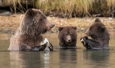 медведи, в воде
