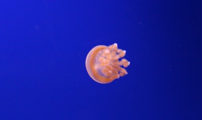 медуза глубина под водой океан