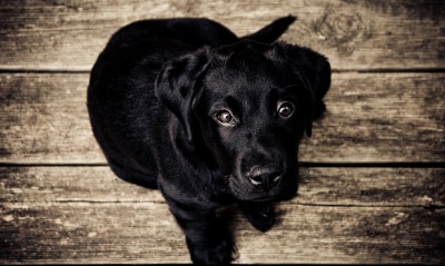 собака черный пес лабрадор щенок