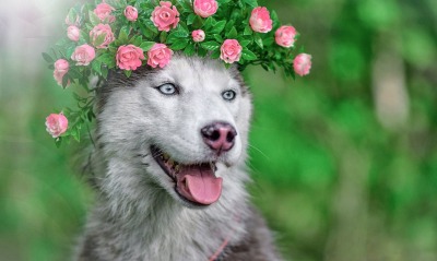 собака хаски морда цветы