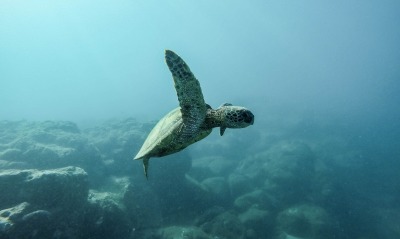 морская черепаха, глубина
