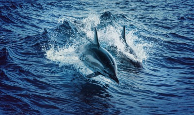 дельфины океан вода