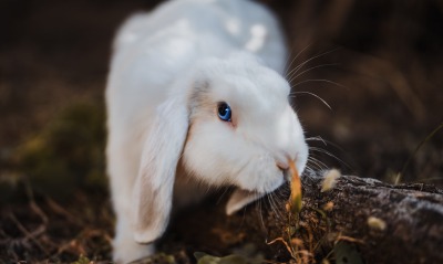 кролик бревно белый пушистый
