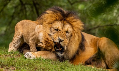 лев львенок грива хищник лежит